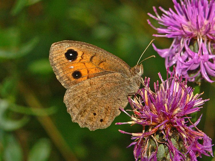 Satyrus ferula Satyrus ferula Wikipedia