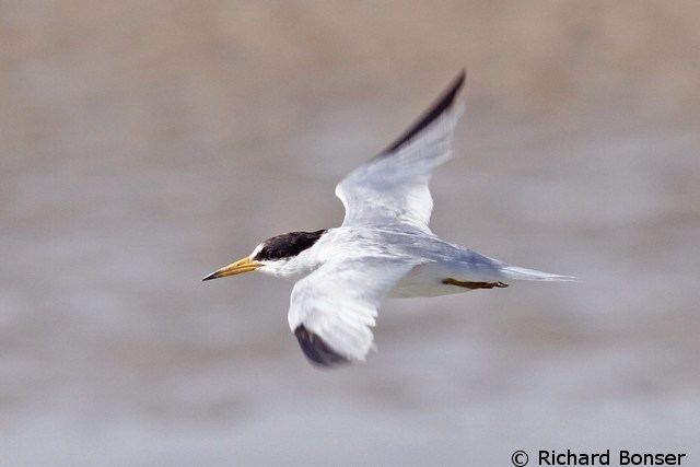 Saunders's tern Saunders39s and Little Terns ID pitfalls Birding Frontiers