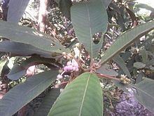 Saurauia napaulensis httpsuploadwikimediaorgwikipediacommonsthu