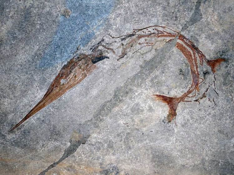 Saurichthys Saurichthys Unusual 240MillionYearOld Fossil Fish Paleontology