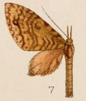 Sauris (moth)