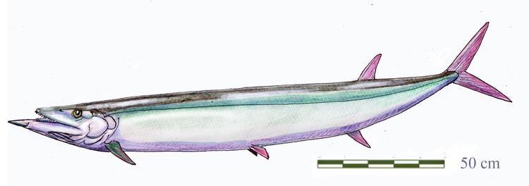 Saurodon FileSaurodon leanusDB15jpg Wikimedia Commons