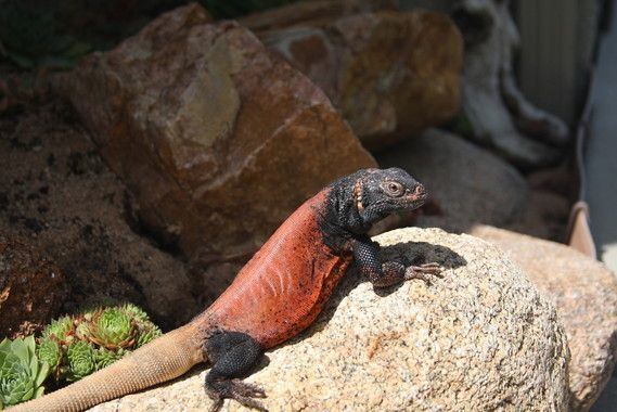 Sauromalus ater Common Chuckwalla red back Sauromalus ater This reptile is a