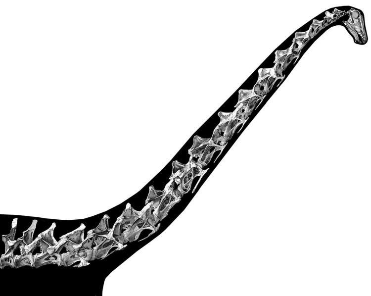 Sauropod neck posture