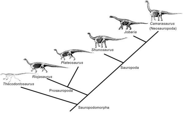 Sauropodomorpha Sauropodomorpha