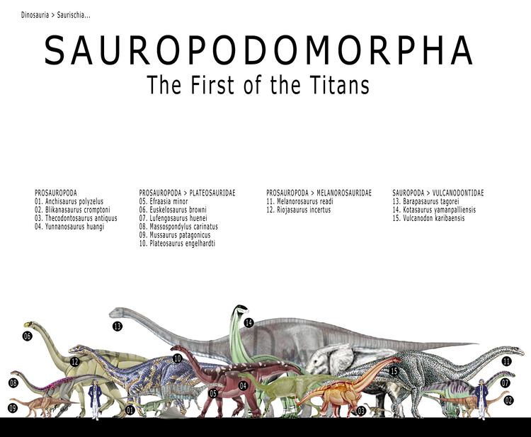 Sauropodomorpha pinkubentoboxcomnagiimagesdinosaursizesDSCSa