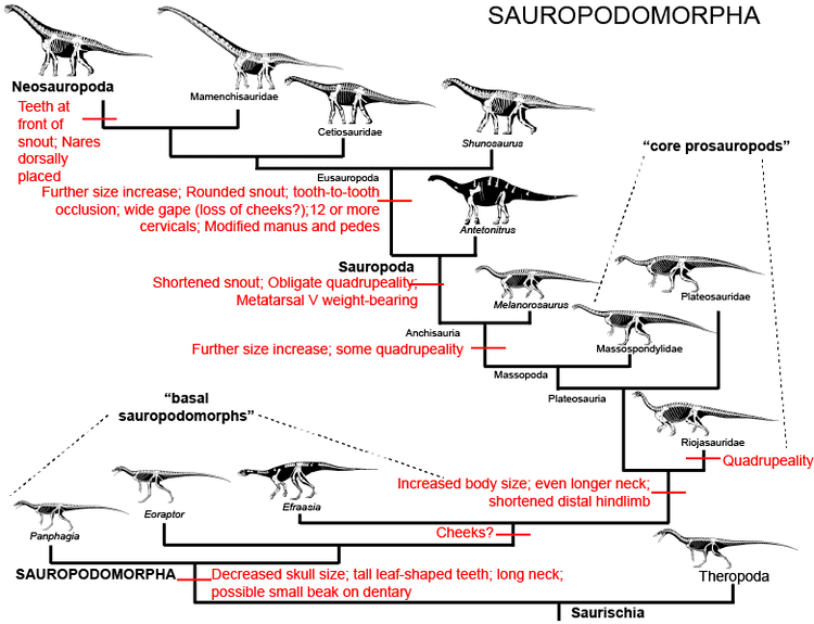 Sauropodomorpha GEOL 104 Sauropodomorpha Size Matters
