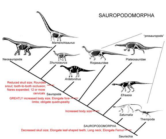 Sauropodomorpha GEOL 104 Lecture 21 Sauropodomorpha Size matters