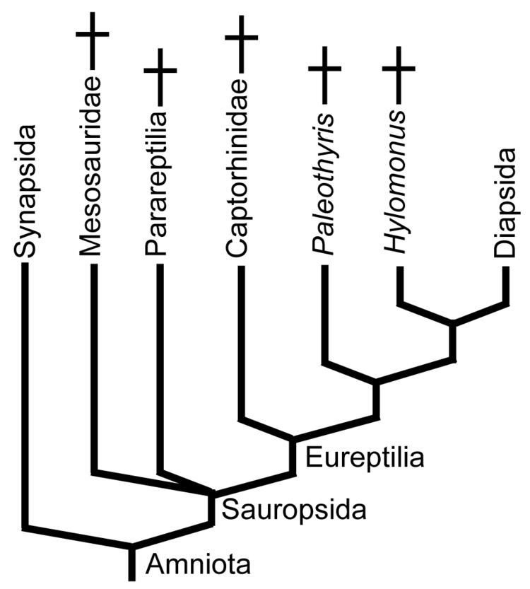 Sauropsida GEOL431 Vertebrate Paleobiology