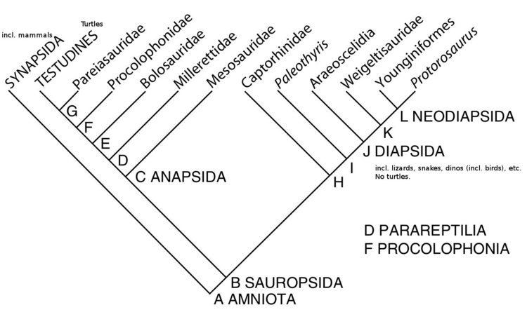 Sauropsida HigherLevel Systematics of the Recent Sauropsida Teaching Biology