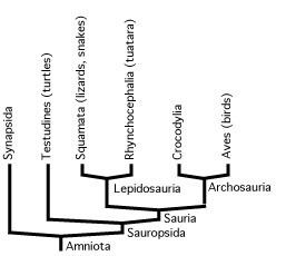Sauropsida Biology of Extinct Animals