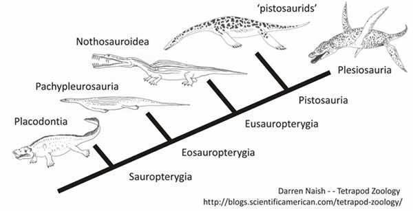 Sauropterygia Sauropterygians NEVER FORGET Scientific American Blog Network