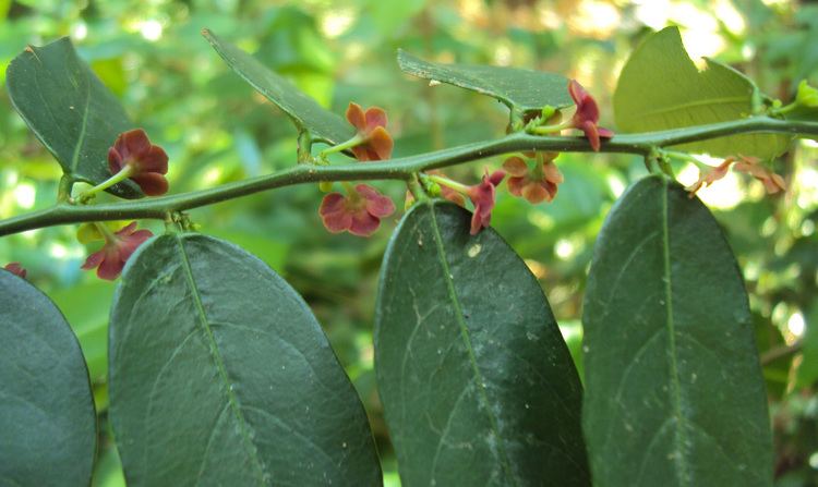 Sauropus androgynus Sauropus androgynus L Merr Species India Biodiversity Portal