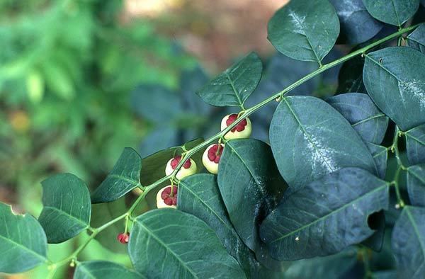 Sauropus androgynus Euphorbiaceae