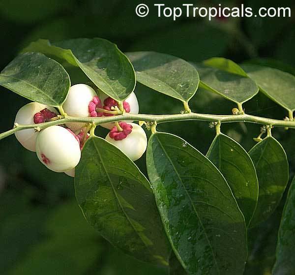 Sauropus Sauropus androgynus Katuk Star Gooseberry Sweet Leaf Tropical