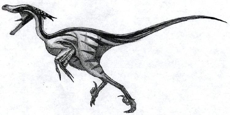 Saurornitholestes Saurornitholestes Pictures amp Facts The Dinosaur Database