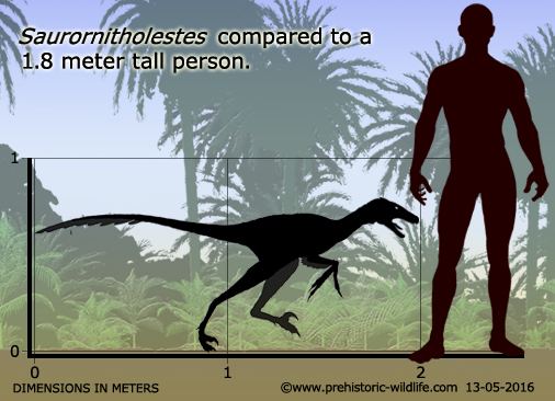 Saurornitholestes Saurornitholestes