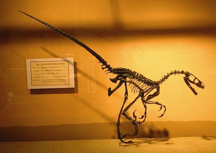 Saurornitholestes httpsuploadwikimediaorgwikipediacommonsff