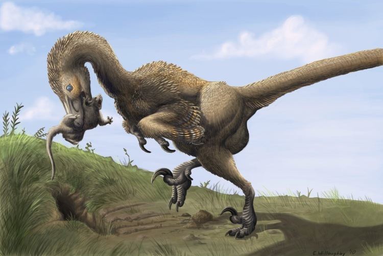 Saurornitholestinae