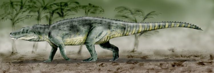 Saurosuchus Saurosuchus Wikipdia