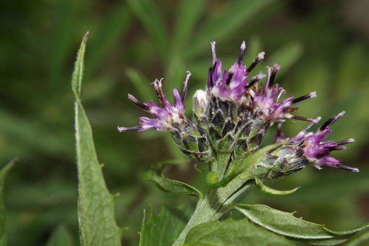 Saussurea AnexoEspecies de Saussurea Wikiwand