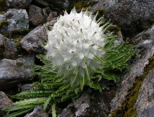 Saussurea Saussurea gossypiphora DDon Species Bhutan Biodiversity Portal