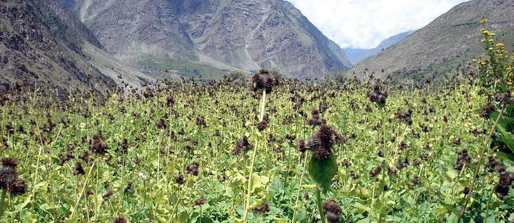 Saussurea costus Cultivated Plants Nanda Medicinal Plants Producer amp Exporter of