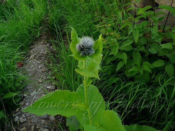 Saussurea costus - Alchetron, The Free Social Encyclopedia