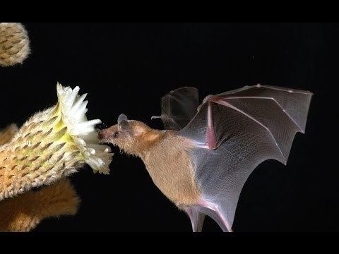 Saussure's long-nosed bat Conservation of the Lesser long nosed bat Leptonycteris yerbabuenae