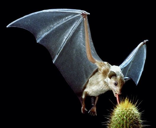 Saussure's long-nosed bat Species Sheet Mammals39Planet