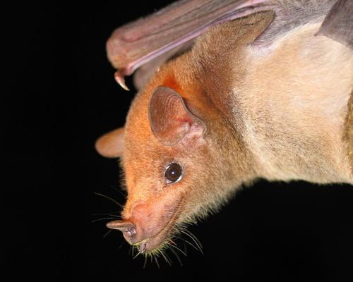 Saussure's long-nosed bat httpsstaticinaturalistorgphotos502103mediu