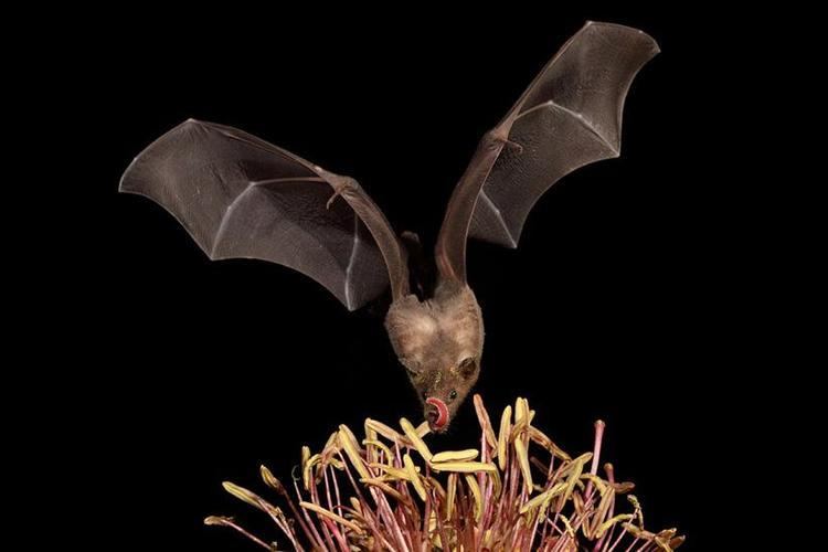 Saussure's long-nosed bat Mexican Longnosed Bat Leptonycteris nivalis Pixdaus
