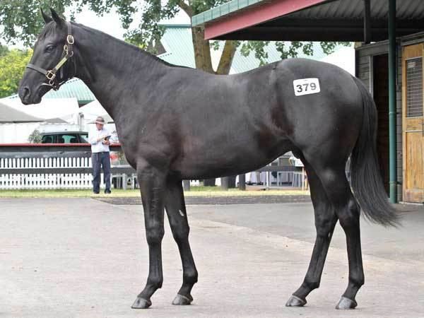 Savabeel Savabeel Primera Dama colt Spicer Thoroughbreds