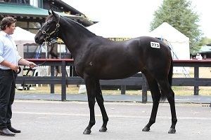 Savabeel Thoroughbred Horse Auction Sales New Zealand Bloodstock