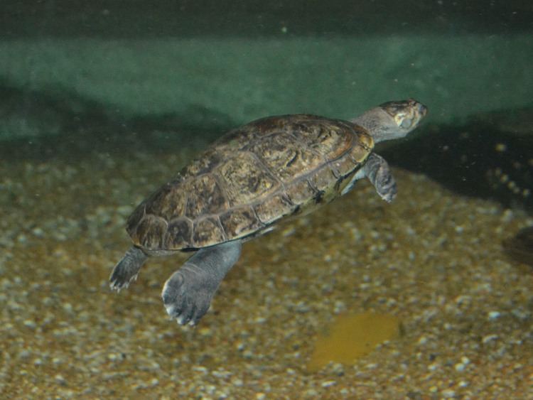 Savanna side necked turtle - Alchetron, the free social encyclopedia