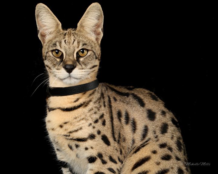 Savannah cat Alchetron, The Free Social Encyclopedia