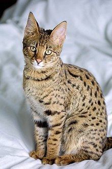 Savannah cat httpsuploadwikimediaorgwikipediacommonsthu