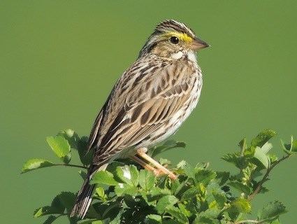 Savannah sparrow httpswwwallaboutbirdsorgguidePHOTOLARGEsa