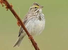 Savannah sparrow Savannah Sparrow Identification All About Birds Cornell Lab of