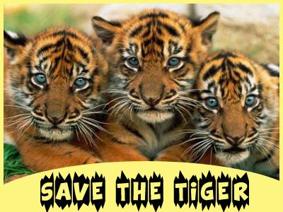 Save the Tiger Teach Kids to Save the Tiger