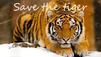 Save the Tiger OfficeMix Save the tiger