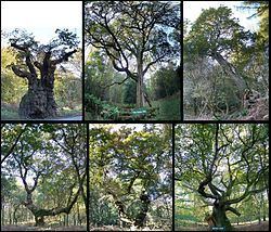 Savernake Forest httpsuploadwikimediaorgwikipediacommonsthu