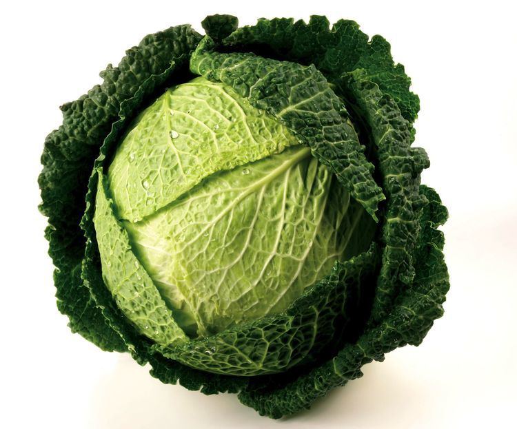 Savoy cabbage Savoy Cabbage Benefits How to Cook Recipes Substitutes