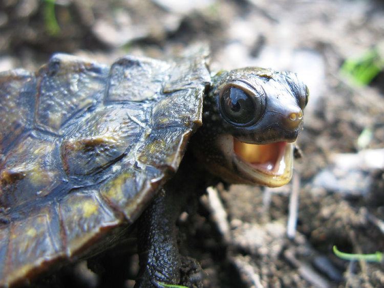 Saw-shelled turtle Saw Shelled Turtle 3 Chris Van Wyk Flickr