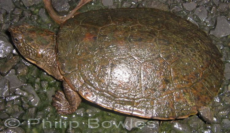 Saw-shelled turtle Madagascar Sidenecked Turtle