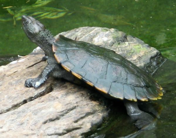 Saw-shelled turtle Brumation agesize Australian Freshwater Turtles