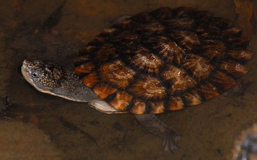 Saw-shelled turtle Sawshelled turtle Wollumbinia latisternum at the Australian
