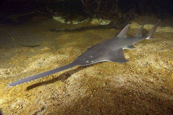 Sawfish What sawfish really do with their saw