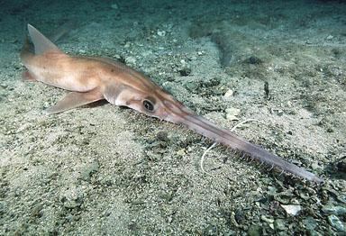 Sawshark Real Monstrosities What39s the Difference Between a Sawfish and a