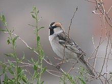 Saxaul sparrow httpsuploadwikimediaorgwikipediacommonsthu